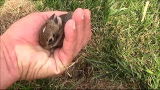 Wild Baby Rabbits in the Yard at the Office [upl. by Anivas50]