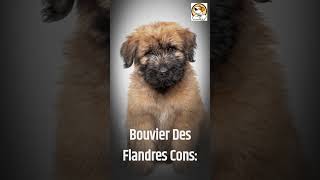 Bouvier des Flandres Pros And Cons shorts [upl. by Katerine]