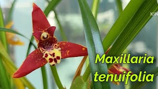 Maxillaria tenuifolia очередное домашнее цветение [upl. by Allenaj]