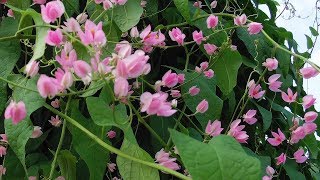 Beautiful Antigonon Leptopus Flowers in the Savage Garden [upl. by Denver]