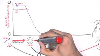 DNA Methylation and Development [upl. by Biggs]