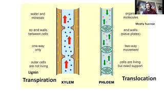 Xylem and Phloem  Transpiration and Translocation Edexcel GCSE Combined Science [upl. by Schaffer]