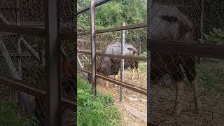 Tamao Mountain Zoo Cambodia 🇰🇭 Ep 7 animals zoo nature [upl. by Stu899]