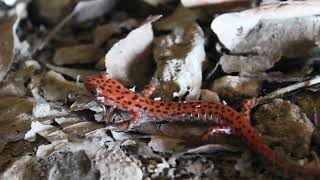 ARKANSAS HERPING Early Winter Salamanders Eurycea and Plethodon [upl. by Fulvi861]