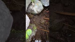 HAVE U SEEN SNAKEHEAD FISH KISSING  SNAKEHEAD FISH shorts fish channa viralvideo [upl. by Arhna893]