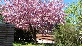 Tall japanese cherry blossom solitaire trees Prunus Serrulata Kanzan [upl. by Grussing]