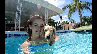 Hangar Home Renovation Update Pool Day With My Puppies [upl. by Eneres]