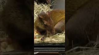 Bronx Zoo NYC USA nature shorts video like explore animal enjoy zoo travel music fun [upl. by Keelia]