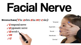 Branches of Facial Nerve  Anatomy Mnemonics [upl. by Kenon411]