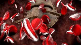 Life cycle of Babesia microti [upl. by Assetan]