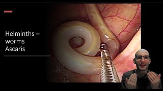 Helminths  Ascaris roundworm Biology and lifecycle [upl. by Yewed17]