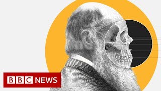 Theory of Evolution How did Darwin come up with it  BBC News [upl. by Ztnahc]