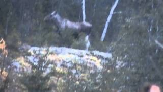 Fiordland Moose Sighting [upl. by Nepean]