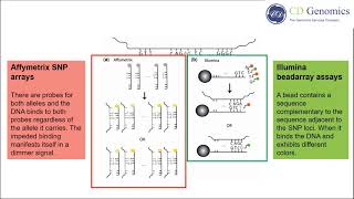 SNP Genotyping Technologies [upl. by Nnylatsyrc]