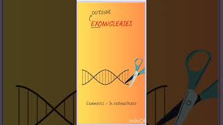 Endonuclease Vs Exonuclease dnareplication dna gatexl lifescience [upl. by Eshelman]