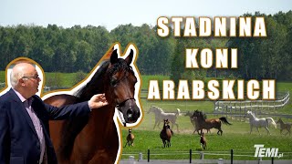 🐎 STADNINA KONI ARABSKICH 🐎 WOLA RZĘDZIŃSKA [upl. by Anyehs]