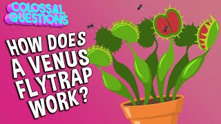 How Does A Venus Flytrap Work  COLOSSAL QUESTIONS [upl. by Soisatsana351]