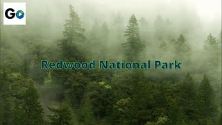 Redwood National Park [upl. by Haletky]