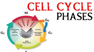 Cell cycle phases  prophae metaphase anaphase and telophase [upl. by Cavil]