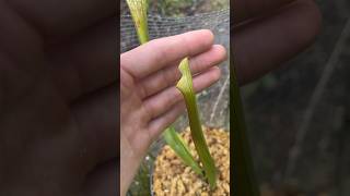 Sarracenia Leucophylla are shooting up fall pitchers Loving them carnivorousplant garden plant [upl. by Pol293]