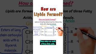 How are Lipids Formed lipids lipid triglycerides fattyacid chemistry short shorts viral [upl. by Aitas723]