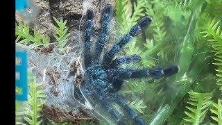 Caribena versicolor update and care tips and feeding clips 104 days after rehouse [upl. by Osgood]