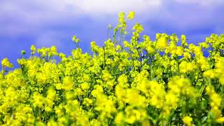 Canola Time Lapse [upl. by Yeleak165]