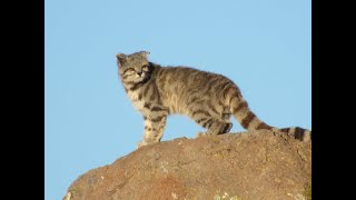 The Andean Mountain Cat [upl. by Fanchette500]