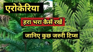 How to grow and care Araucaria plantChristmas tree growing and caring tips [upl. by Ahsekal]