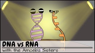 DNA vs RNA Updated [upl. by Ahmar963]