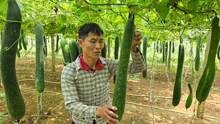 Harvesting Giant Squash Goes To Market sell  Pet Care  Solo Survival [upl. by Salesin]