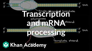 Transcription and mRNA processing  Biomolecules  MCAT  Khan Academy [upl. by Esemaj]