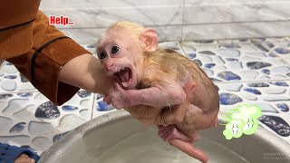 Monkey David goes to the toilet and calls Mom for help [upl. by Patsy643]