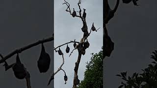 Fruit bats hanging upside down on a leafless tree branches animals mammals [upl. by Gnoh]