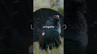 Descubre al fascinante urogallo 🐦✨ [upl. by Enimisaj]