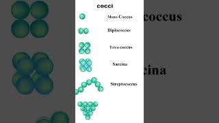 Shape of bacteria Cocci Vs Bacilli laboratory labtechnicians microbiology shortsvideo [upl. by Anila437]