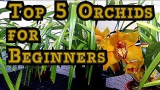 ORCHID CARE  TOP 5 Orchids for Beginners and Tips to BLOOM Them quothow to care for orchidsquot [upl. by Hitoshi900]