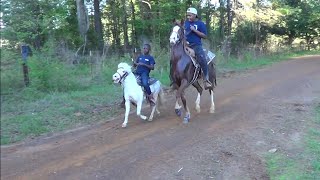 Little White Shetland Pony on a Trail Ride in Texas LiL Big Block [upl. by Spector]