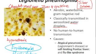 USMLE Review  Micro Bacteria [upl. by Nybbor]