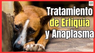 TRATAMIENTO DE EHRLICHIA Y ANAPLASMA EN PERROS LA ENFERMEDAD DE LA GARRAPATA [upl. by Aenad36]