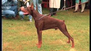 The Doberman  Pet Dog Documentary [upl. by Annaeiluj]