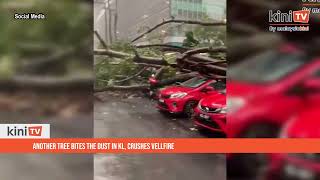 Another tree bites the dust in KL crushes Vellfire [upl. by Kempe]