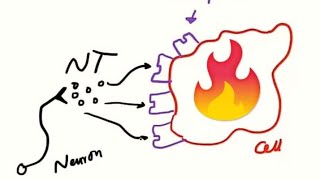 Agonist Partial Agonist Antagonist and Inverse agonist شرح مبسط [upl. by Hesther]