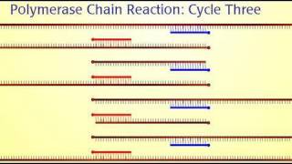 Polymerase Chain Reaction PCR [upl. by Aneloc]