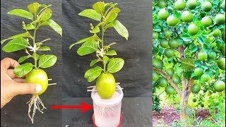 Best Way To Grow lemons from lemons fruit  The easiest procedure in the world [upl. by Pare]