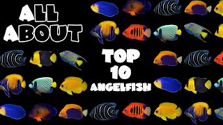 Top 10 Angelfish For A Saltwater Tank [upl. by Aruon]