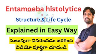 Entamoeba histolytica Structure and Life cycle [upl. by Dow]