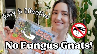 The BEST way to get RID of Fungus Gnats STOP using BTI 🦟🚫 [upl. by Gawen586]