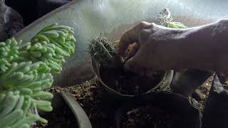 AMAZING Planting Saguaro cactus Carnegiea gigantea bulbs [upl. by Atnek]