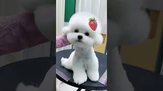 Bichon Frise Style Trimming！ petgroomingscissors cutedog puppy [upl. by Brandenburg]